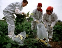 uprooting genetically modified organisms