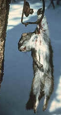 Tackling the fur trade
