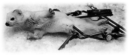 photo: ermine in trap