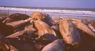 photo: bycatch dead