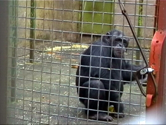 photo: chimp  in capitivity